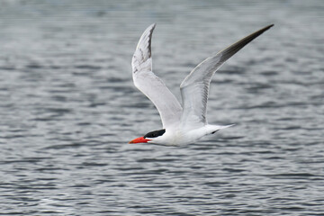 Obraz premium Caspian tern (Hydroprogne caspia)