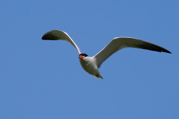 Caspian tern (Hydroprogne caspia)