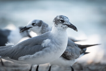 Close-up shot of beautiful seagulls by the sea.
