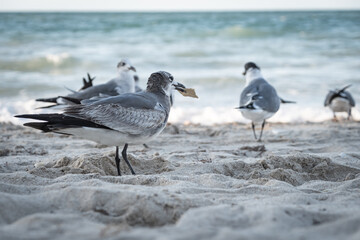 Close-up shot of beautiful seagulls by the sea.