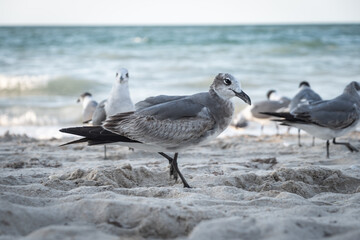 Close-up shot of beautiful seagulls by the sea.