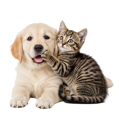 golden retriever puppy and kitten together on Isolated transparent background png. generated with AI