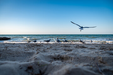 A seagull in the middle of a flock takes flight at the seashore. Concept of freedom, beginnings, courage.