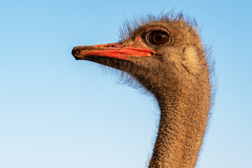 Portrait of the head of an African ostrich (Struthio camelus) in close-up on a blue background.