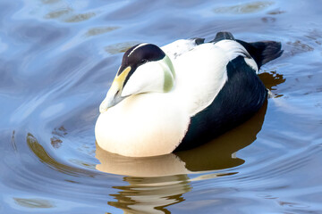 Eider Duck Swimming
