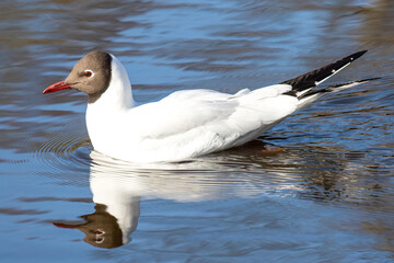 Black-headed Gull Swimming