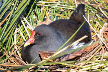 Moorhen Nesting