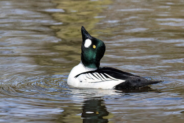 Goldeneye Duck Displaying