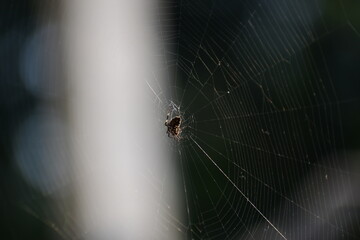spider on web
