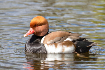 Red Crested Pochard