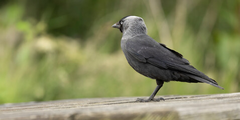 Close-Up of a Jackdaw Coloeus monedula Bird Perched on a Wooden Surface in Nature