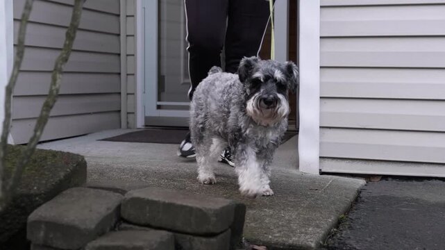 Close-up of a woman with a Miniature Schnauzer dog on a leash leaving her house for a walk
