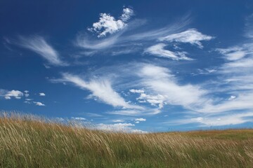 green grass and blue sky