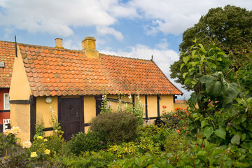 Nostalgic garden on Bornholm, a low yellow shed hides behind roses and bushes ,Danish lifestyl at its most personal, shaped by hands and seasons.