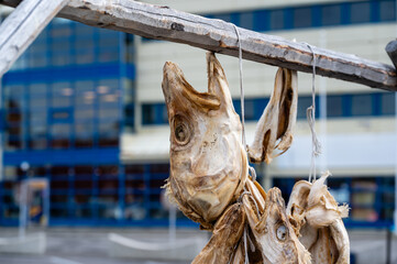 Stockfish drying at Lofoten in northern Norway 