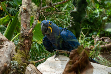 Hyacinth macaw in lush rainforest habitat: vibrant blue bird among tropical foliage