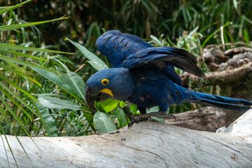 Vibrant blue hyacinth macaw resting in lush tropical jungle habitat