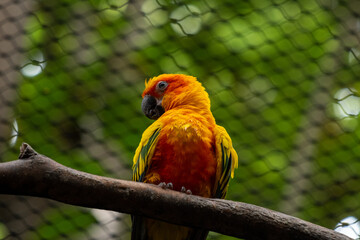 Vibrant parrot perched on branch against blurred green background in wildlife park