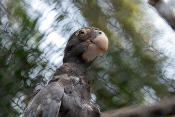 Captive parrot behind wire mesh: portrait of a pensive bird in natural setting