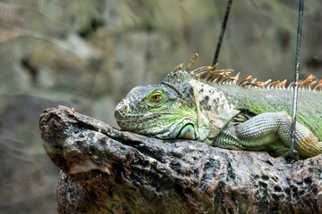 Resting iguana in natural habitat on rocky perch