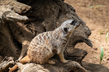 Curious meerkat posing on rustic log in natural habitat