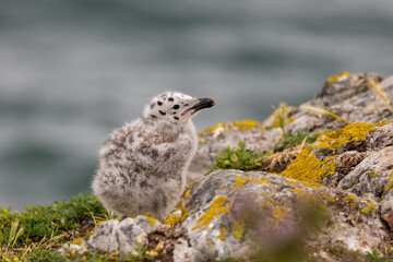 Herring Gull Chick (Larus argentatus) found on rocky coastal nesting sites across Europe and North America