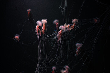Graceful jellyfish dancing elegantly in dark ocean depths captured in mesmerizing underwater scene