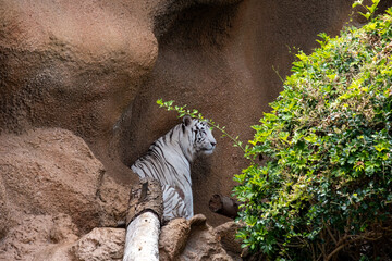 Majestic white tiger resting amidst rocky terrain in natural habitat
