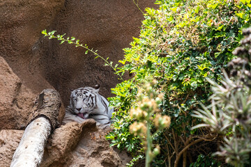 Majestic white tiger resting in rocky den surrounded by lush greenery