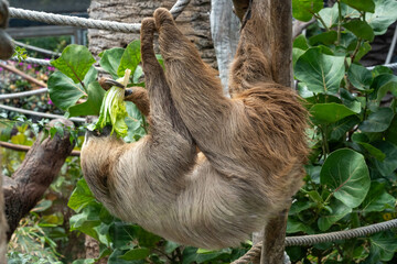 Sloth hanging upside down on rope eating lettuce in lush green jungle habitat