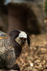 Marmoset monkey in natural habitat with curious expression