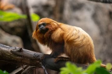 Golden lion tamarin on branch in lush rainforest setting captured in vibrant detail