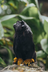 Black monkey with yellow hands amidst lush greenery in natural habitat