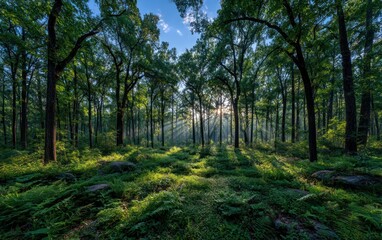 Sunlight streams through a lush forest (1)