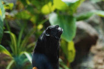 Melancholic monkey in lush green forest environment contemplating nature's beauty