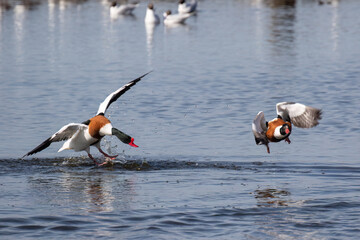 Shelduck Chase