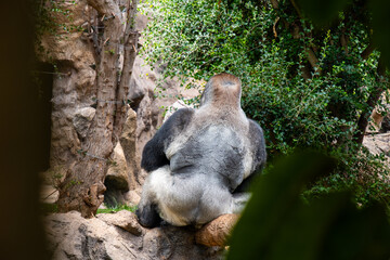 Solitary gorilla relaxing in natural habitat at zoo