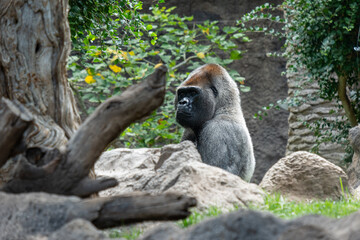 Majestic gorilla in natural habitat surrounded by lush vegetation and rocks