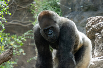Majestic gorilla in natural habitat with intense gaze and powerful stature