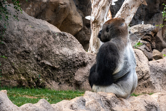 Majestic gorilla resting in natural habitat amidst rocks and greenery