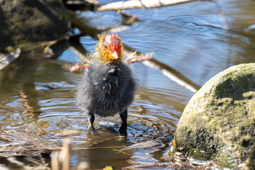 Coot Chick