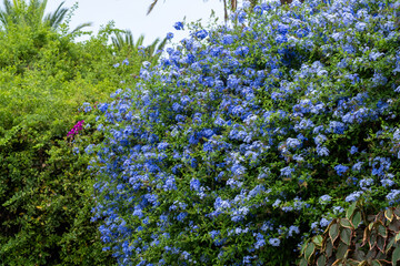 Lush blue flowering shrub in tropical garden setting amidst green foliage