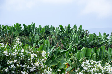 Lush greenery of banana plantation with blooming white flowers under clear sky