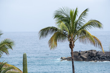 Serene ocean view with palm trees and rocky shoreline