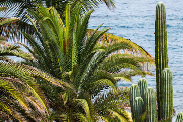 Tropical oasis with palm trees and cactus by the ocean shoreline