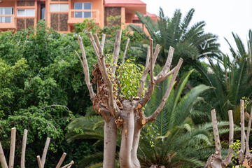 Obraz premium Pruned trees in lush garden with modern building in background