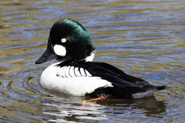 Goldeneye Duck Swimming