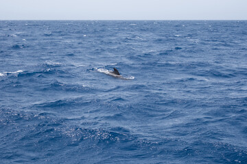 Majestic whale fin breaking through ocean waves under clear sky