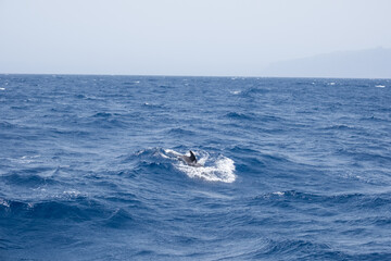 Fototapeta premium Dolphin breaching ocean waves against misty horizon