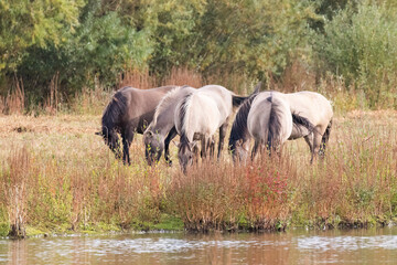 Konik Ponies © Ken